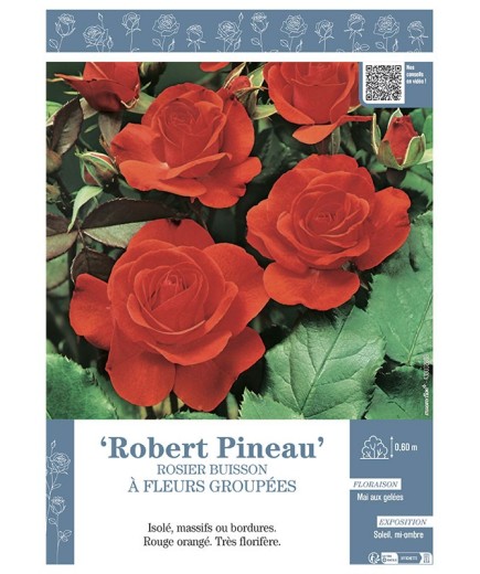 ROSIER BUISSON À FLEURS GROUPÉES ROBERT PINEAU