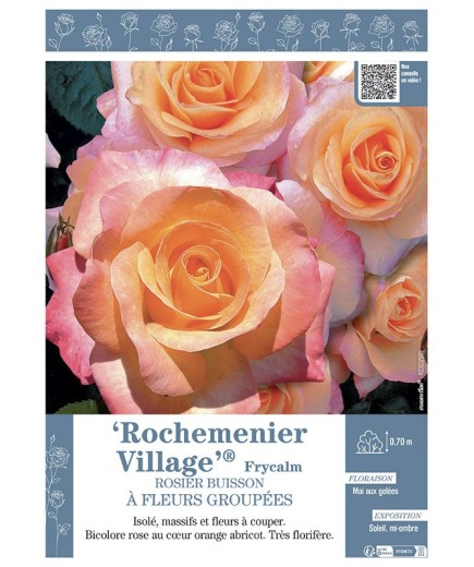 ROSIER BUISSON À FLEURS GROUPÉES ROCHEMENIER VILLAGE® Frycalm