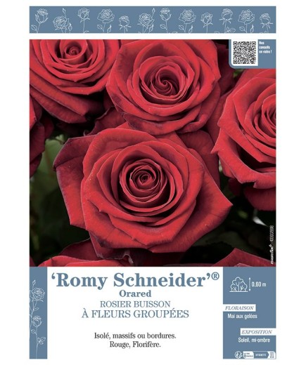ROSIER BUISSON À FLEURS GROUPÉES ROMY SCHNEIDER® Orared
