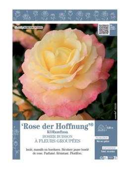 ROSIER BUISSON À FLEURS GROUPÉES ROSE DER HOFFNUNG® Koramflusa