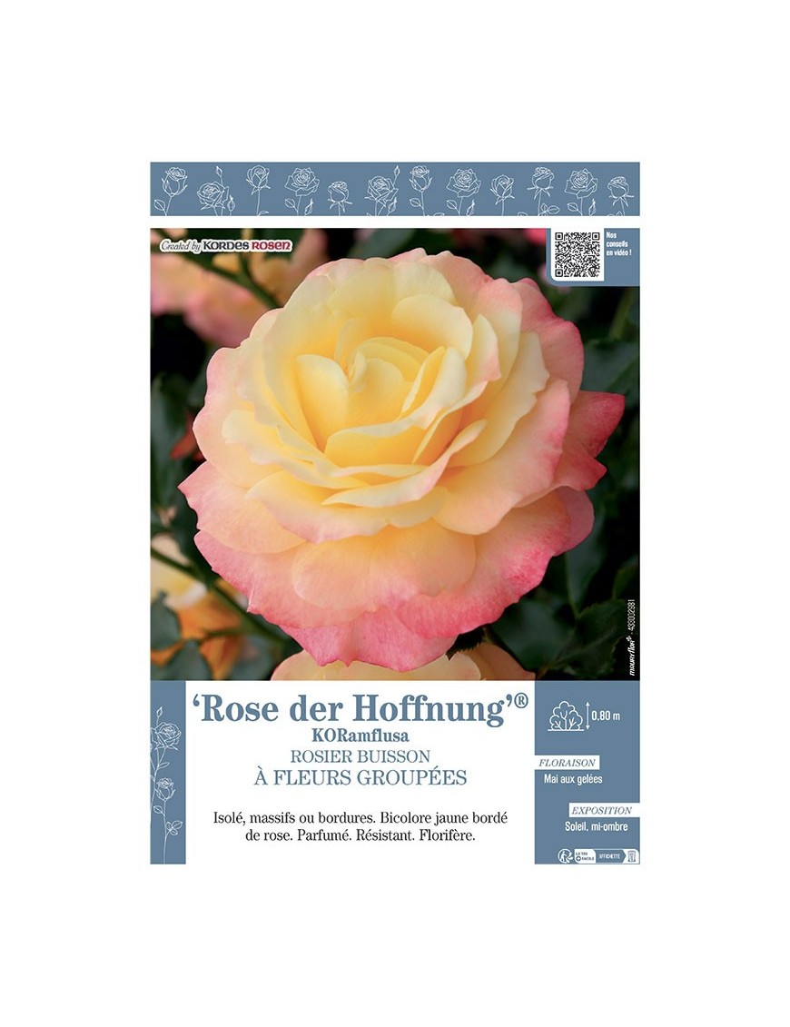 ROSIER BUISSON À FLEURS GROUPÉES ROSE DER HOFFNUNG® Koramflusa