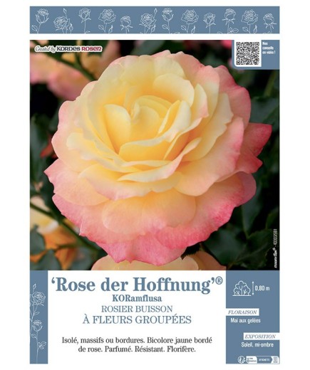 ROSIER BUISSON À FLEURS GROUPÉES ROSE DER HOFFNUNG® Koramflusa