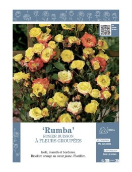 ROSIER BUISSON À FLEURS GROUPÉES RUMBA