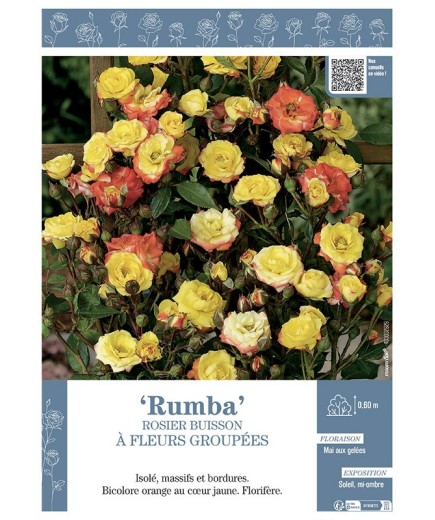 ROSIER BUISSON À FLEURS GROUPÉES RUMBA