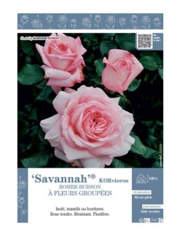 ROSIER BUISSON À FLEURS GROUPÉES SAVANNAH® Korvioros