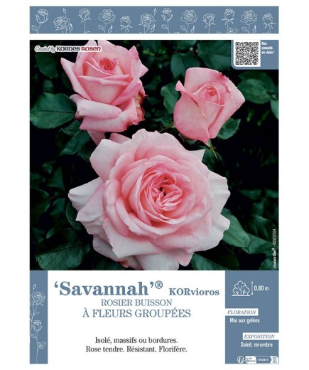 ROSIER BUISSON À FLEURS GROUPÉES SAVANNAH® Korvioros