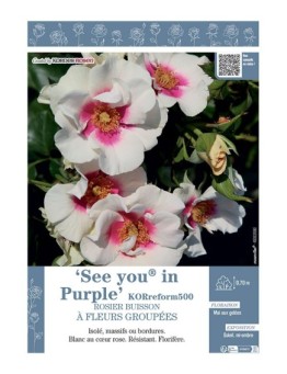 ROSIER BUISSON À FLEURS GROUPÉES SEE YOU IN PURPLE® Koreform500