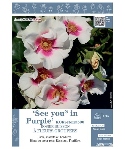 ROSIER BUISSON À FLEURS GROUPÉES SEE YOU IN PURPLE® Koreform500