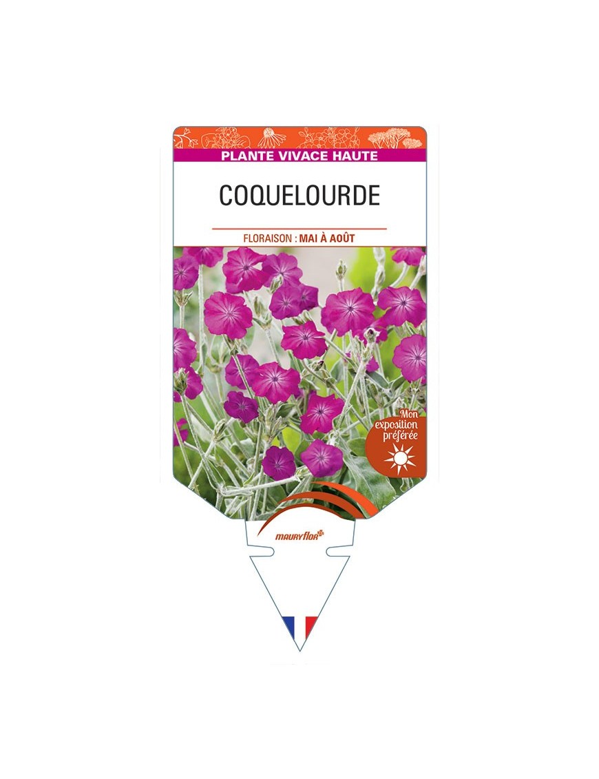 LYCHNIS coronaria (rouge) voir COQUELOURDE *