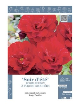 ROSIER BUISSON À FLEURS GROUPÉES SOIR D'ÉTÉ