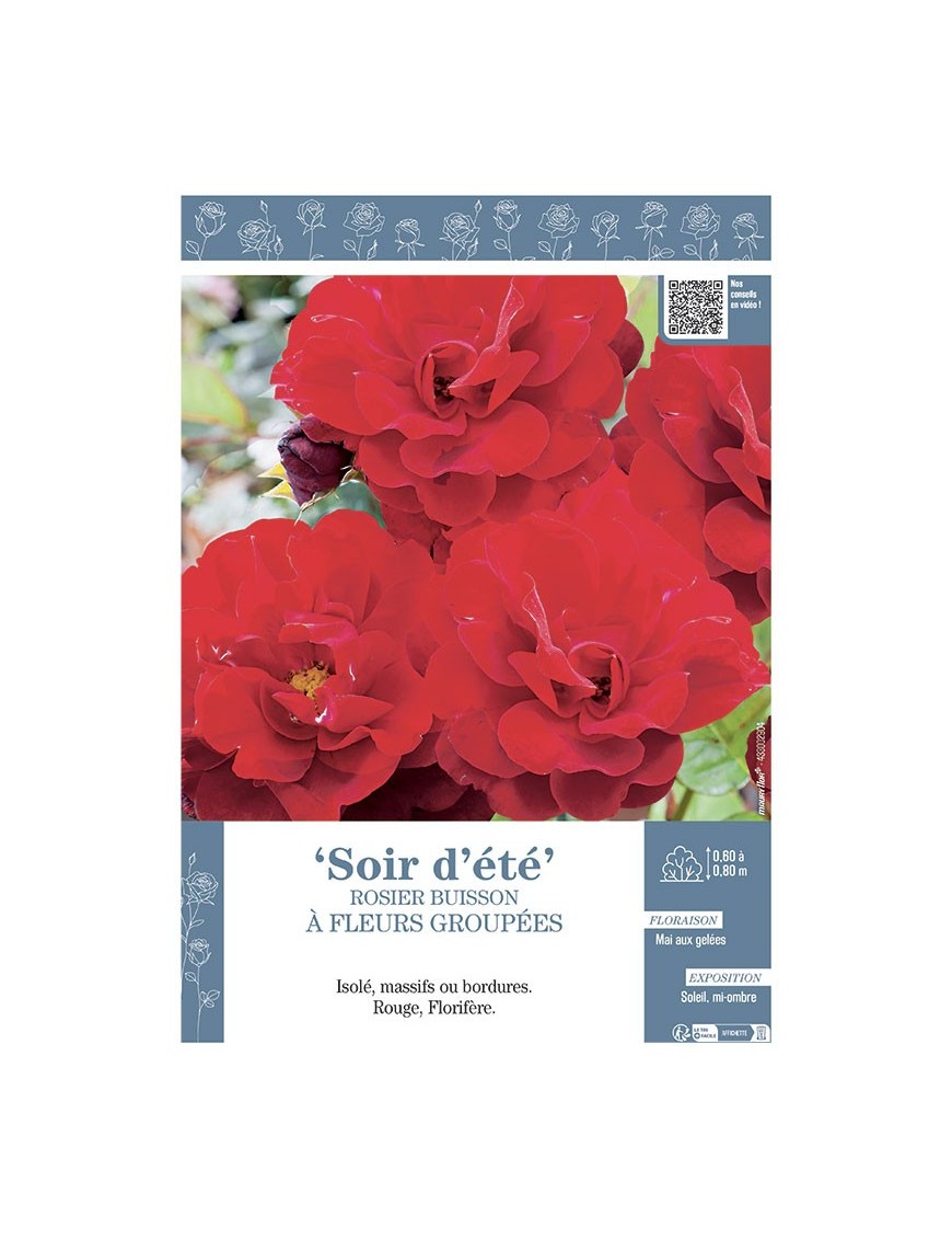 ROSIER BUISSON À FLEURS GROUPÉES SOIR D'ÉTÉ