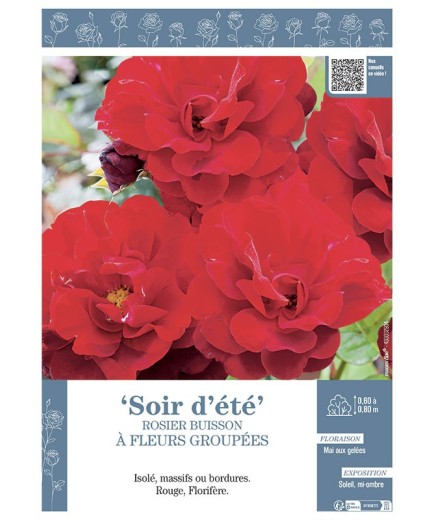 ROSIER BUISSON À FLEURS GROUPÉES SOIR D'ÉTÉ