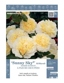 ROSIER BUISSON À FLEURS GROUPÉES SUNNY SKY® Koraruli
