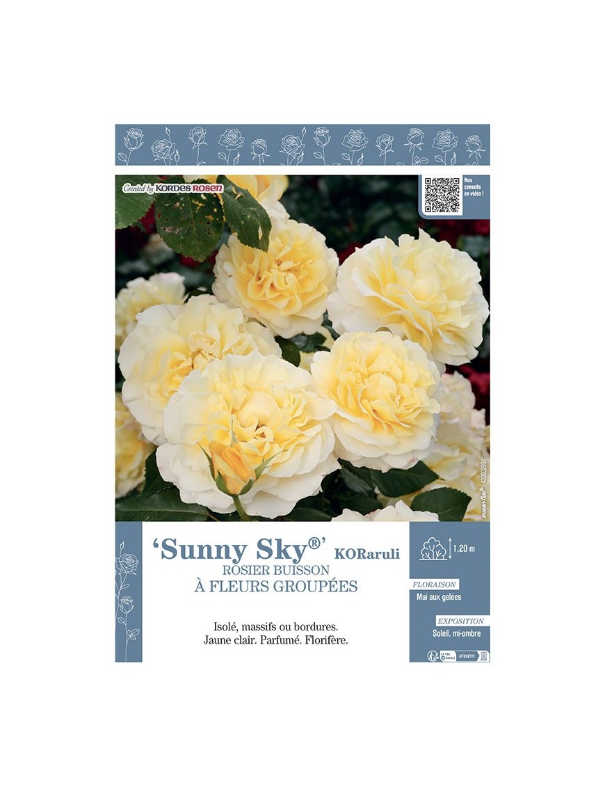 ROSIER BUISSON À FLEURS GROUPÉES SUNNY SKY® Koraruli
