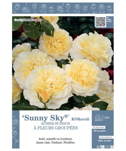 ROSIER BUISSON À FLEURS GROUPÉES SUNNY SKY® Koraruli