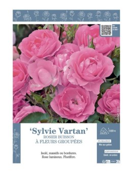 ROSIER BUISSON À FLEURS GROUPÉES SYLVIE VARTAN