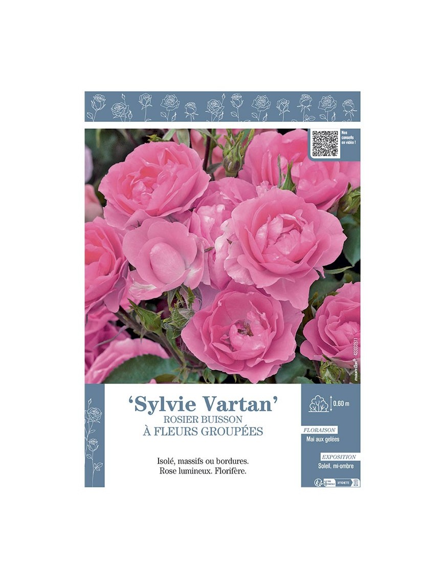 ROSIER BUISSON À FLEURS GROUPÉES SYLVIE VARTAN