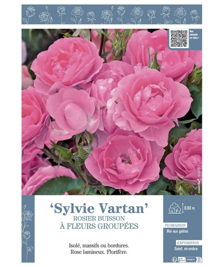 ROSIER BUISSON À FLEURS GROUPÉES SYLVIE VARTAN