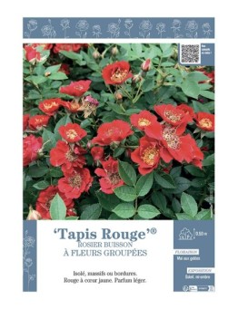 ROSIER BUISSON À FLEURS GROUPÉES TAPIS ROUGE®