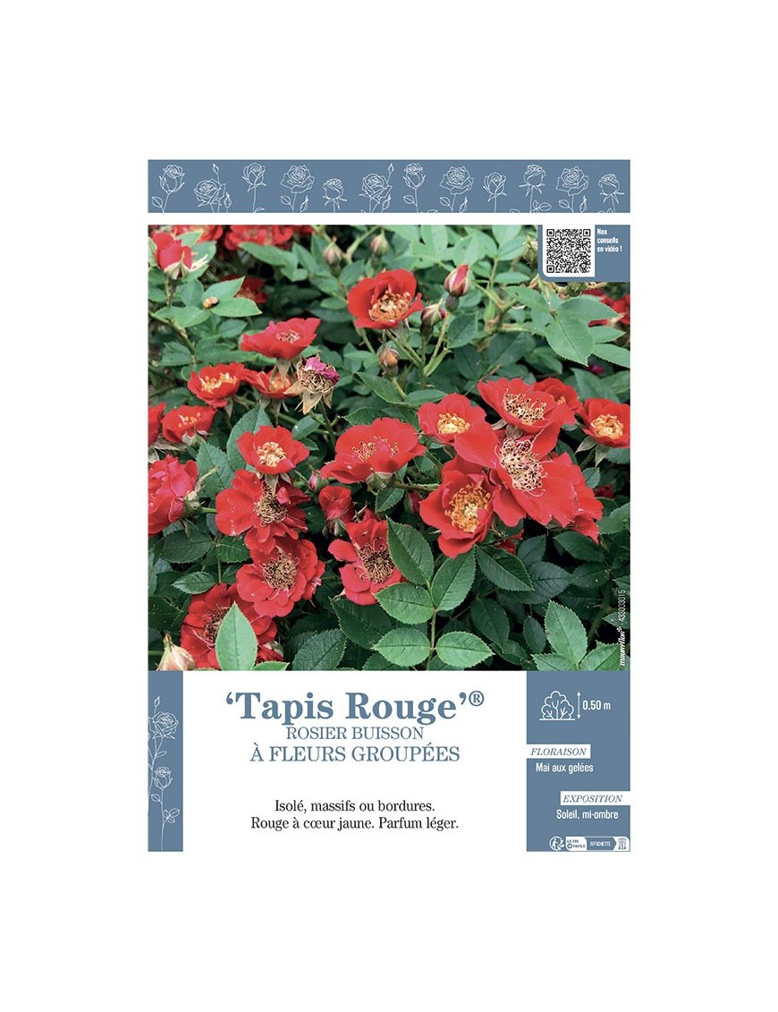 ROSIER BUISSON À FLEURS GROUPÉES TAPIS ROUGE®