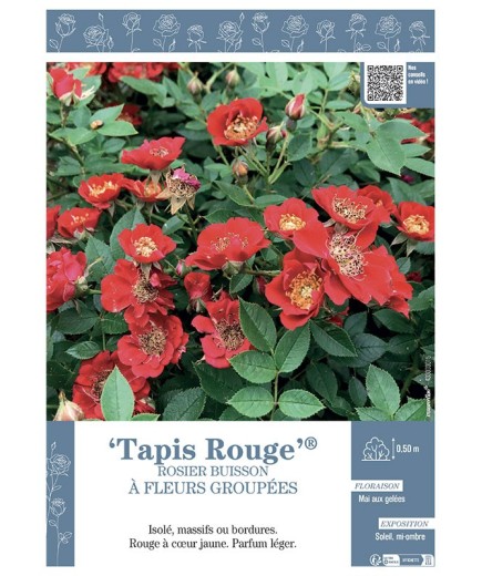 ROSIER BUISSON À FLEURS GROUPÉES TAPIS ROUGE®