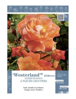 ROSIER BUISSON À FLEURS GROUPÉES WESTERLAND® Korwest