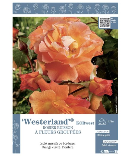 ROSIER BUISSON À FLEURS GROUPÉES WESTERLAND® Korwest