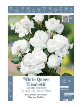 ROSIER BUISSON À FLEURS GROUPÉES WHITE QUEEN ELISABETH
