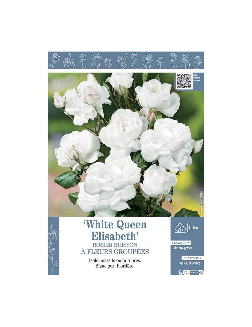 ROSIER BUISSON À FLEURS GROUPÉES WHITE QUEEN ELISABETH