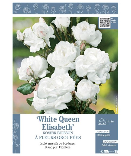 ROSIER BUISSON À FLEURS GROUPÉES WHITE QUEEN ELISABETH