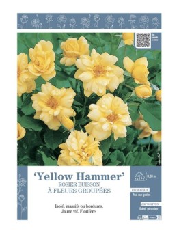 ROSIER BUISSON À FLEURS GROUPÉES YELLOW HAMMER
