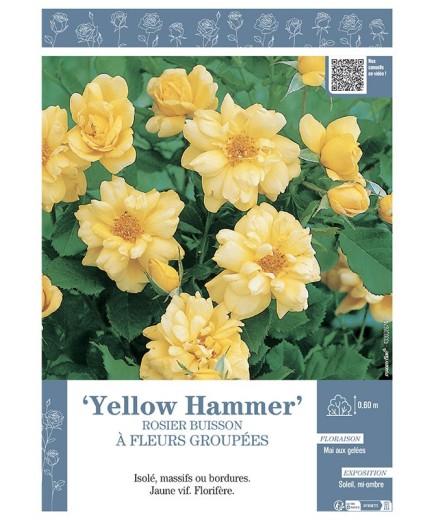 ROSIER BUISSON À FLEURS GROUPÉES YELLOW HAMMER