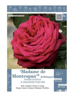 ROSIER BUISSON À GRANDES FLEURS  MADAME DE MONTESPAN® kordiagraf