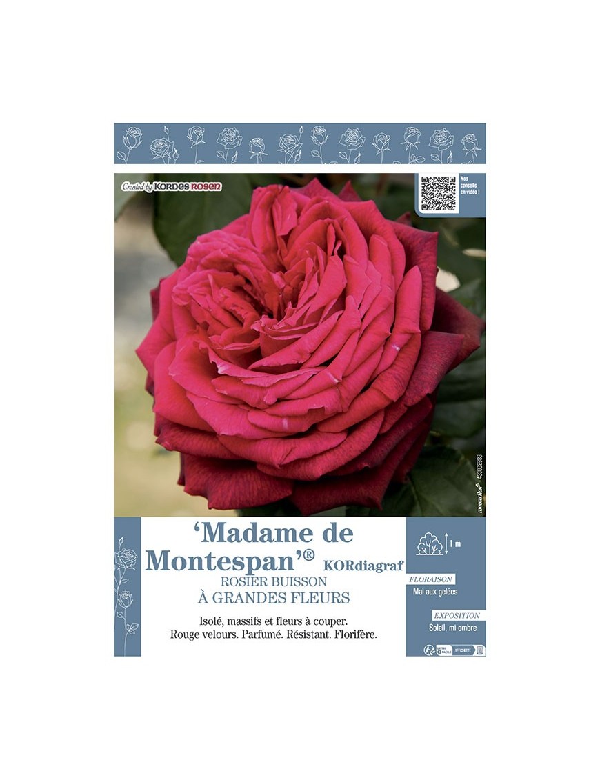 ROSIER BUISSON À GRANDES FLEURS  MADAME DE MONTESPAN® kordiagraf