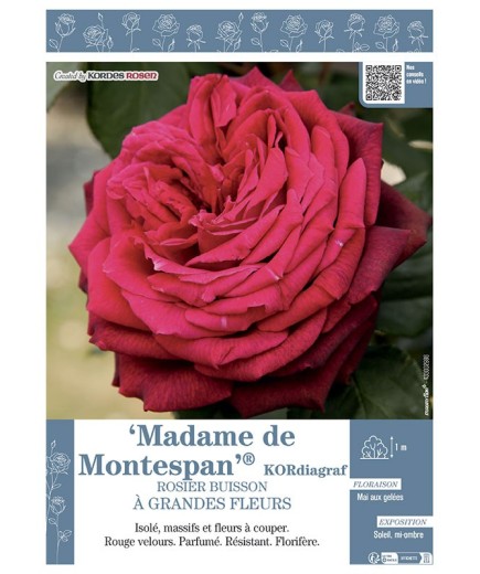 ROSIER BUISSON À GRANDES FLEURS  MADAME DE MONTESPAN® kordiagraf