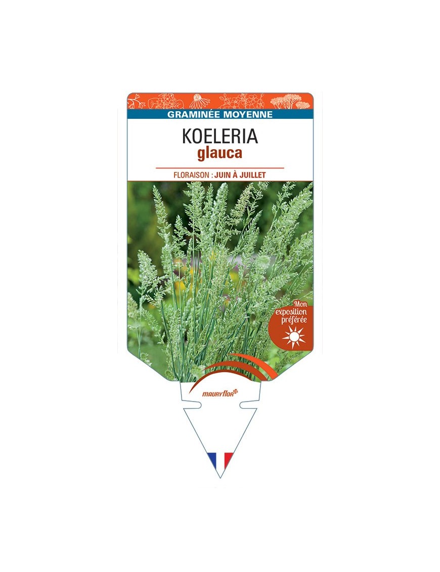 KOELERIA GLAUCA