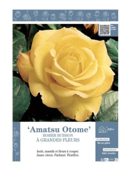 ROSIER BUISSON À GRANDES FLEURS AMATSU OTOME
