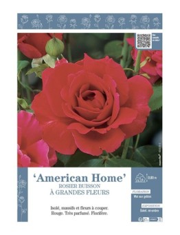 ROSIER BUISSON À GRANDES FLEURS AMERICAN HOME