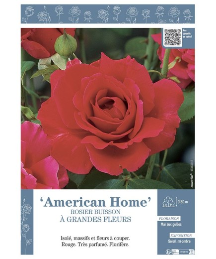 ROSIER BUISSON À GRANDES FLEURS AMERICAN HOME