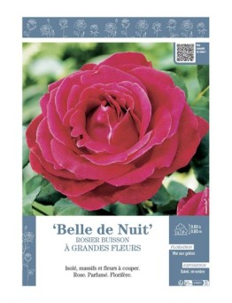 ROSIER BUISSON À GRANDES FLEURS BELLE DE NUIT