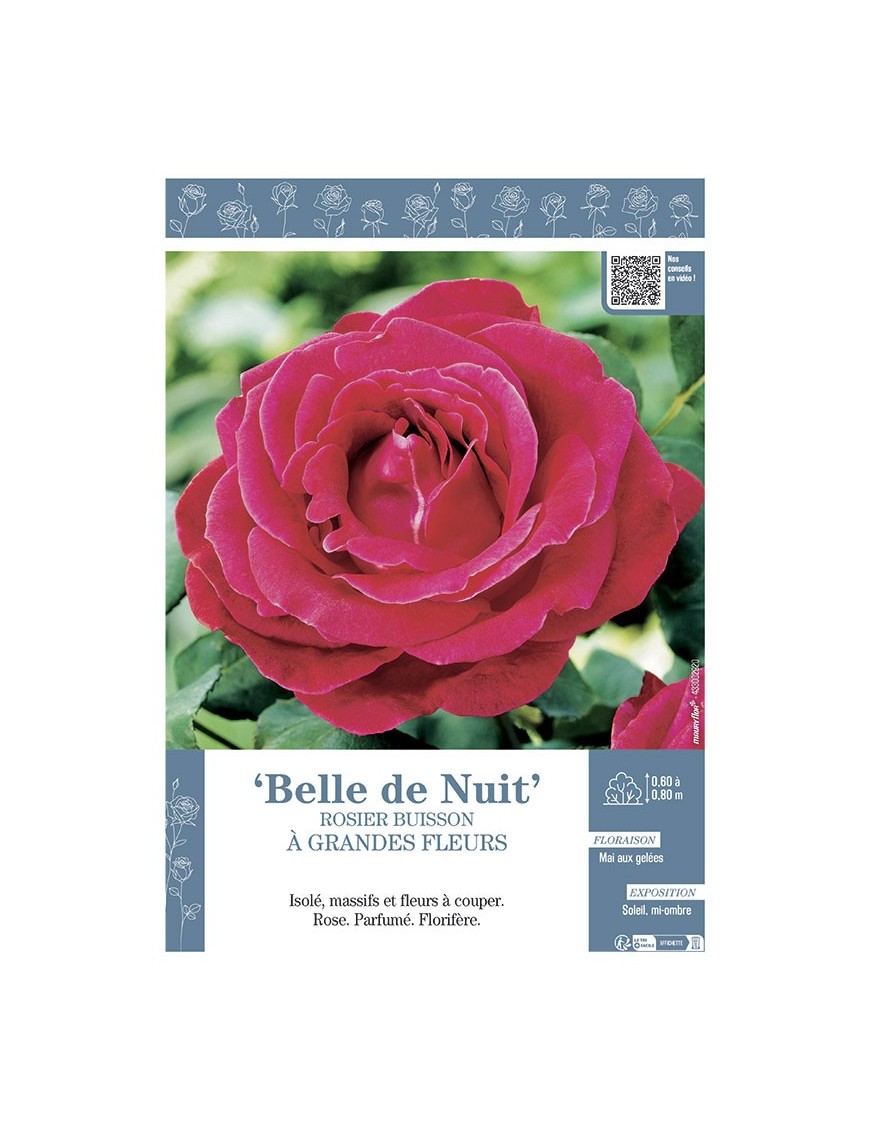 ROSIER BUISSON À GRANDES FLEURS BELLE DE NUIT