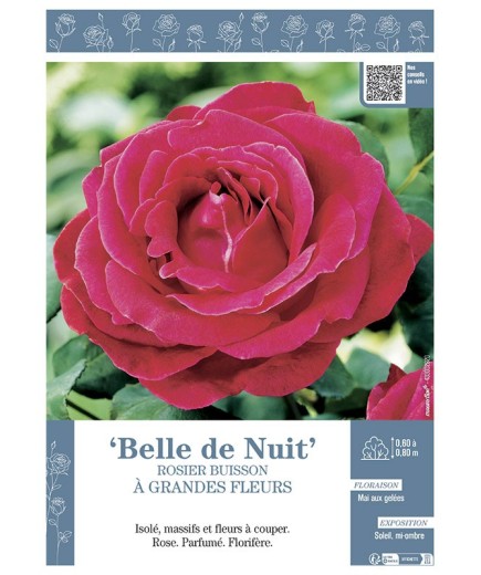 ROSIER BUISSON À GRANDES FLEURS BELLE DE NUIT