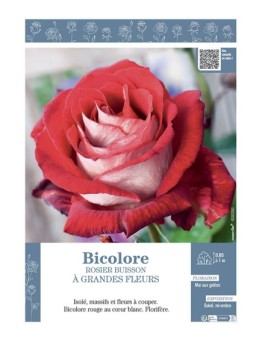 ROSIER BUISSON À GRANDES FLEURS BICOLORE (rouge et blanc)