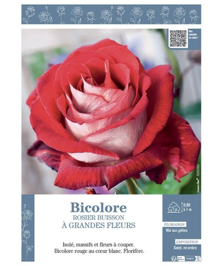 ROSIER BUISSON À GRANDES FLEURS BICOLORE (rouge et blanc)
