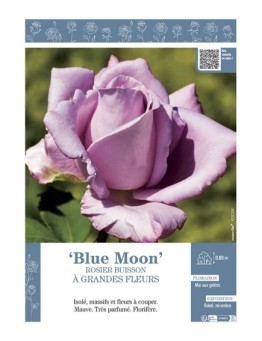 ROSIER BUISSON À GRANDES FLEURS BLUE MOON