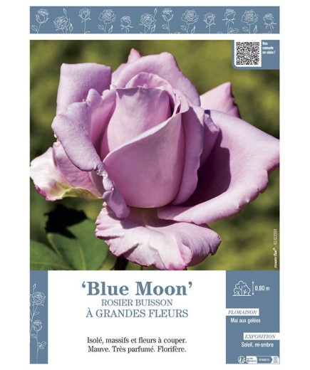 ROSIER BUISSON À GRANDES FLEURS BLUE MOON