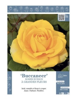 ROSIER BUISSON À GRANDES FLEURS BUCCANEER