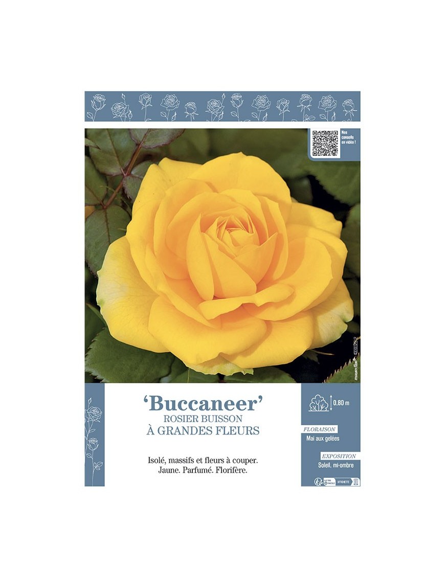 ROSIER BUISSON À GRANDES FLEURS BUCCANEER