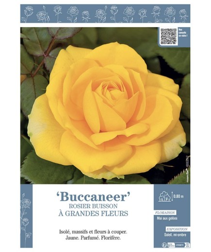 ROSIER BUISSON À GRANDES FLEURS BUCCANEER
