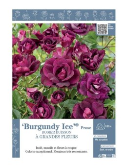 ROSIER BUISSON À GRANDES FLEURS BURGUNDY ICE® Prose